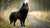Understanding Schipperke Personality Traits: A Comprehensive Guide for Dog Lovers