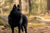 Understanding Schipperke Personality Traits: A Comprehensive Guide for Dog Lovers
