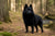 Understanding Schipperke Temperament and Personality