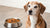 Understanding Senior Canine Nutrition: Do Old Dogs Eat Less Food?-140300419311