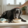 Understanding Senior Dog Food: What Age Should You Make the Switch?