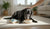 Understanding Senior Dog Food: What Age Should You Make the Switch?-141234962671