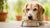 Understanding Senior Dog Food: What You Need to Know for Your Aging Canine Companion