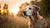 Understanding Senior Dog Nutrition: Do Senior Dogs Eat Less Food?