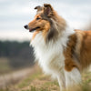 Understanding Shetland Sheepdog Health Problems: A Comprehensive Guide for Owners