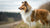 Understanding Shetland Sheepdog Health Problems: A Comprehensive Guide for Owners