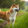 Understanding Shiba Inu Temperament: The Good, The Challenging, and the Unique