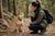 Understanding Shiba Inu Temperament: A Guide for Owners