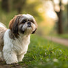 Understanding Shih Tzu Personality Traits: The Adorable Little Lion