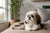 Understanding Shih Tzu Personality Traits for Your Home