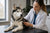 Understanding Siberian Husky Health Problems: A Comprehensive Guide for Pet Owners