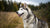 Understanding Siberian Husky Personality Traits: A Comprehensive Guide for Potential Owners