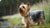 Understanding Silky Terrier Health Problems: A Comprehensive Guide for Pet Owners