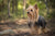 Understanding Silky Terrier Personality Traits