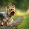 Understanding Silky Terrier Personality Traits: The Lively Miniature Companion