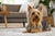 Understanding Silky Terrier Temperament