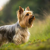 Understanding Silky Terrier Temperament: A Guide for Dog Lovers