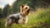Understanding Silky Terrier Temperament: A Guide for Dog Lovers