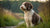 Understanding Spanish Water Dog Health Problems: What Every Owner Should Know