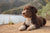 Understanding Spanish Water Dog Personality Traits: An In-Depth Exploration