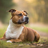 Understanding Staffordshire Bull Terrier Health Problems: A Comprehensive Guide for Owners