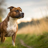 Understanding Staffordshire Bull Terrier Personality Traits: A Comprehensive Guide