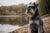 Understanding Standard Schnauzer Personality Traits
