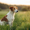 Understanding Submissive Dog Behavior: What It Means for Your Furry Friend