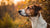 Understanding Sudden Changes in Dog Behavior: Why Is My Dog's Behavior Changed Suddenly?-141099499759