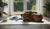 Understanding Sudden Changes in Your Dog's Behavior: Key Insights and Actions-141234831599