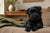 Understanding the Affenpinscher Temperament