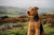 Understanding the Airedale Terrier Temperament