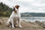 Understanding the American Bulldog Temperament