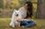 Understanding the American Eskimo Dog Temperament