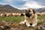Understanding the Anatolian Shepherd Temperament