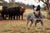 Understanding the Australian Cattle Dog Temperament