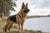 Understanding the Average Weight of a German Shepherd Dog: A Comprehensive Guide
