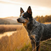 Understanding the Average Weight of an Australian Cattle Dog: A Comprehensive Guide