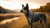 Understanding the Average Weight of an Australian Cattle Dog: A Comprehensive Guide