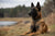 Understanding the Belgian Malinois Temperament