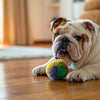 Understanding the Benefits of Garlic for Dogs: What Every Pet Owner Should Know