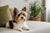 Understanding the Biewer Terrier Temperament