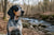 Understanding the Bluetick Coonhound Temperament