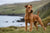 Understanding the Bold Irish Terrier Temperament