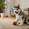 Understanding the Bolognese Temperament: A Comprehensive Guide for Pet Owners
