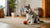 Understanding the Bolognese Temperament: A Comprehensive Guide for Pet Owners