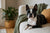 Understanding the Boston Terrier Temperament and Personality
