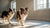 Understanding the Bouvier des Flandres Temperament: A Comprehensive Guide