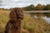 Understanding the Boykin Spaniel Temperament