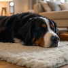 Understanding the Cardigan Welsh Corgi Temperament: A Comprehensive Guide